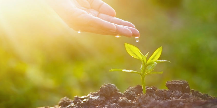 Hand nurturing and watering young plant on sunshine nature backg